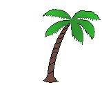 a_palm